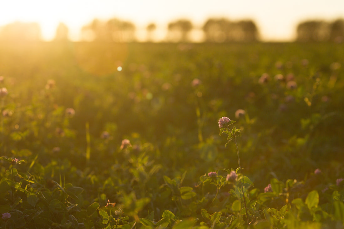 In the Clover Boutique